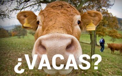 La economía explicada con vacas ⭐