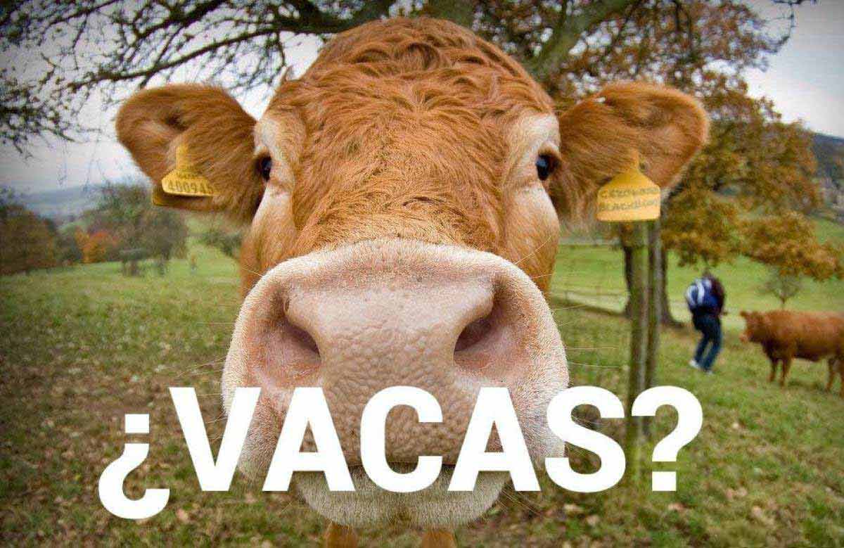 La economía explicada con vacas ⭐