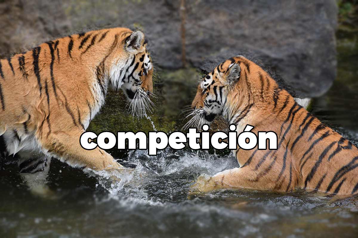 Competición