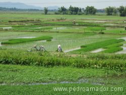 VIETNAM Hanoi arrozales