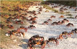 crabs migrations cuba netssa com
