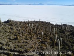 BOLIVIA Salar de Uyuni Incahuasi