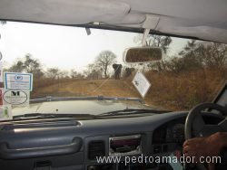Como son las elefantes desde un safari en Tanzania