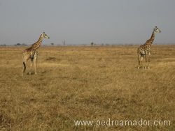 Como son las jirafas en un safari de Tanzania