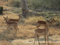 TANZANIA Mikumi impalas resize