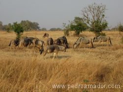 TANZANIA Mikumi ñus