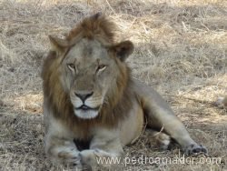 TANZANIA Rey Leon