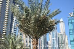 Dubai Marina 48 Dubai Marina 48