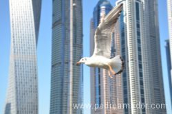 Dubai Marina 84 1 Dubai Marina 84 1