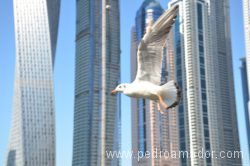 Dubai Marina 84 Dubai Marina 84